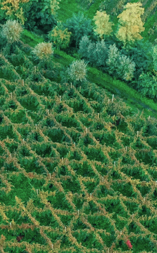 Azienda Ca’ di Rajo vitigni autoctoni